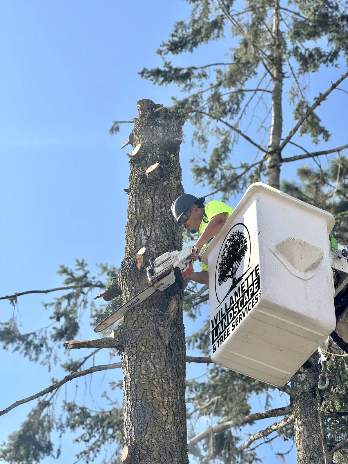 A climber in the branded bucket running a chainsaw into a conifer spar already cut back to stubs