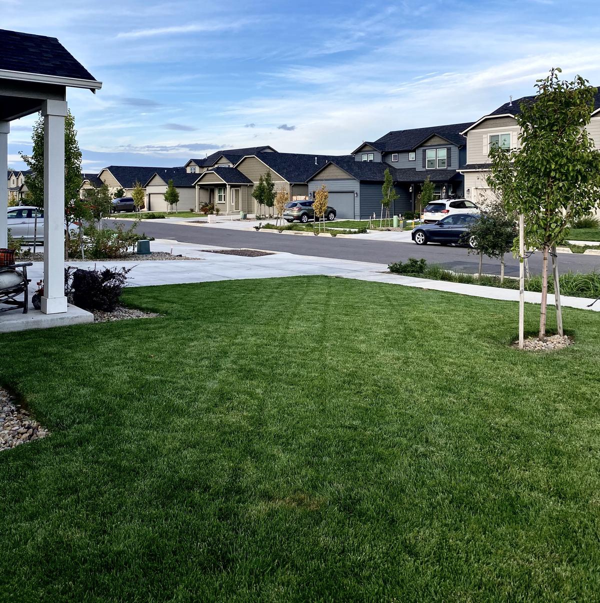 A finished front lawn laid up to a new concrete path with young staked trees along the verge